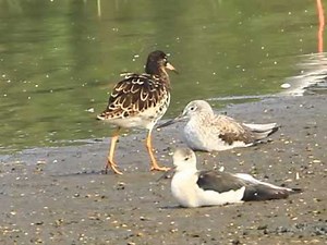 Ruff, 流蘇鷸, Philomachus pugnax