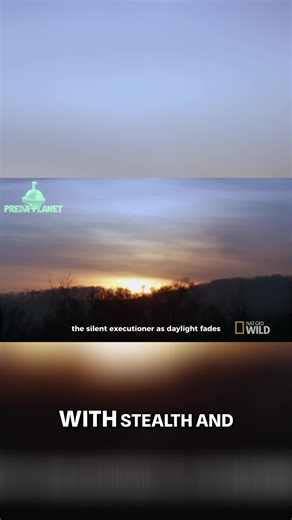 Sky predators unleashed. Join the hunt. Watch more on YouTube—Preda Planet. #birdsOfPrey #wildlifevideo #raptors #naturefacts #animalfacts #predaplanet #eagle #hawk #owl #wildlifetok #naturetok