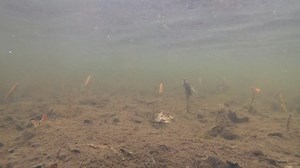 203K views · 6.8K reactions | My underwater marsh cam caught a Pied-billed Grebe doing some fishing yesterday. These birds are great swimmers, zipping through the water with their lobed feet. Their legs are placed far back on their bodies, which helps to propel the bird easily through the water. There are two clips in his video, each first in real time and then in slow motion. | Jocelyn Anderson Photography | Facebook