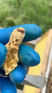 I was putting a few nucs together for a friend when when found this queen cell between two frames. We saw the line where the queen has started chewing through her cocoon and pulled out the cell. Hope you enjoy the video. | Bartlett Bee Whisperer