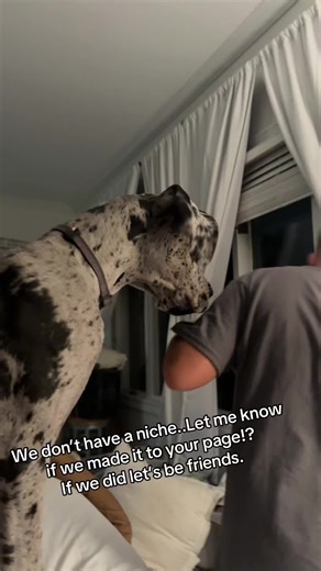 No niche here just fun with my family and our Great Dane Mayor. #fyp #letsbefriends #tiktokadventure