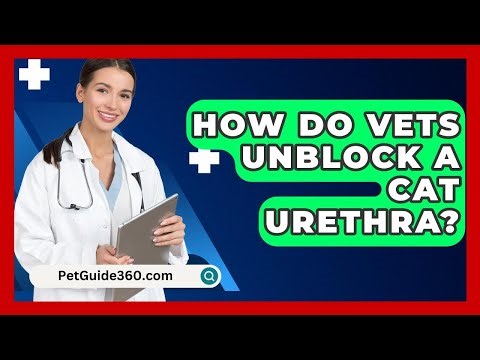 How Do Vets Unblock A Cat Urethra? - PetGuide360.com