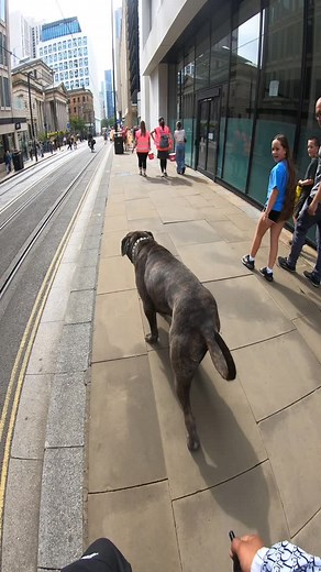 Would you STOP to say HI or CUDDLE HIM? 🐾👇 BIG dogs get judged before people even know them 🐾 In the UK and USA Shadow gets stares, people cross the road, and strangers assume he is dangerous. But the reality is he is playful, goofy, and full of love. Every video we post is to show the personality behind the size. From hilarious zoomies to gentle cuddles, Shadow proves that giant dogs are not threats. They are companions with huge hearts ❤️ He faces stereotypes every single day, but with ever