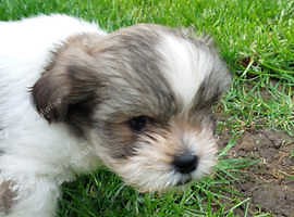 Shih Tzu x Lhasa Apso - ready to go. - £750