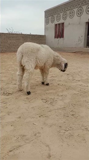 sheep 🐏 dance peacock sound peafowl animal #peacock #animals