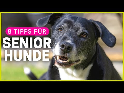 8 tips to make life easier for older dogs!