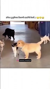 डॉगेश तू चुकीच्या ठिकाणी दादागिरी केली..! 😐😤😂