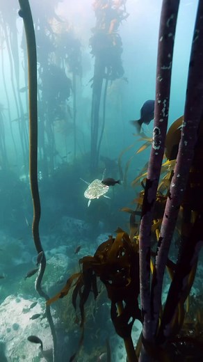 36K views · 108 reactions | Rare underwater encounters, like this Hawksbill Sea Turtle carrying a starfish is truly incredible. It’s a reminder to always cherish adventures, for you never know what wonders you might witness. Credit: @mermaid_danii #soulofadventure #sacompany #safishing #seaturtle #sealife #explore #getouside #adventure #saltwater #underwater #underwaterphotography | SA Company | Facebook