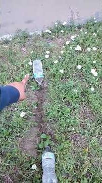 watering time pumpkin patch #keepingupwiththegrowing