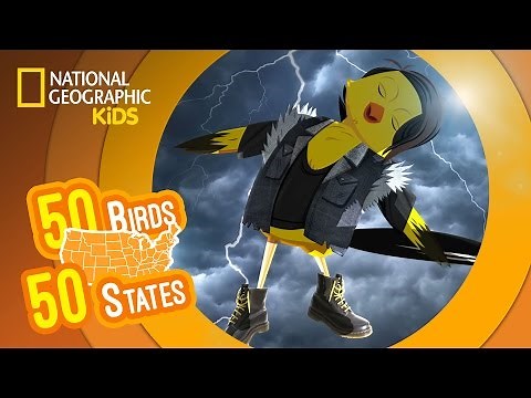 Washington - Feat. Rocker Goldie the American Goldfinch | 50 Birds, 50 States
