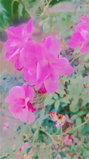 Hand Dancing✨💗🥰☺️