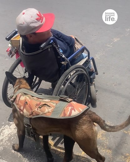 This devoted dog is making all the difference in their owner's life 👨‍🦽🐕 | Lessons Learned In Life