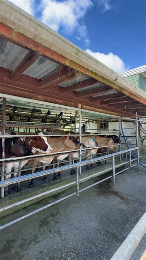 Understanding Cow Family Dynamics on the Farm