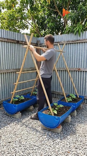 You can grow cantaloupe even without a garden #gardening #gardendelight #garden