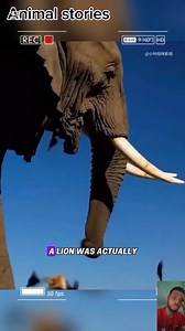 The lion ate the baby elephant and ended up being twisted into a donut by mother elephant. #elephant #animals #fypシ゚viralシ #lionelmessi #fypシ | Animals stories