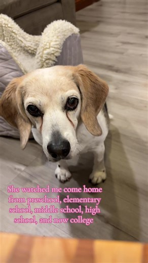 Celebrating Sadie's Journey: A Beagle's Legacy