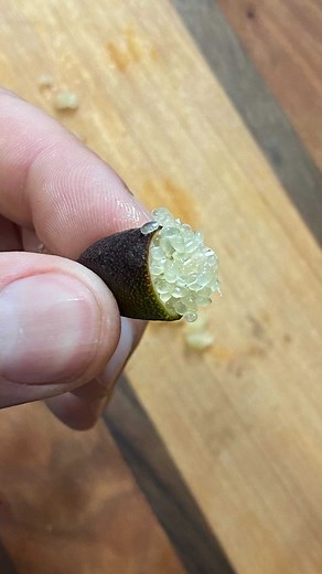 We help you grow. on Instagram: "FINGER LIMES - My finger lime tree is doing really well, so I figured I would show you what the final harvest actually looks like! It’s related to citrus, more of a micro citrus, with the most interesting characteristic being the fact that the juice vesicles also known as pearls come out quite easily when squeezed…SUPER satisfying to do. This makes finger limes a fantastic option as a garnish, a drink additive, marmalade, etc."