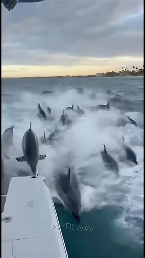 Dolphin Attack! Captain Screams in Terror #dolphins #ocean