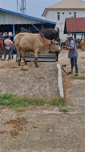 unloading cute brahman cow #shorts #cow #unloading