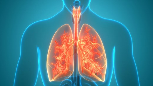The Bronchi Are Involved in Numerous Functions of the Lungs