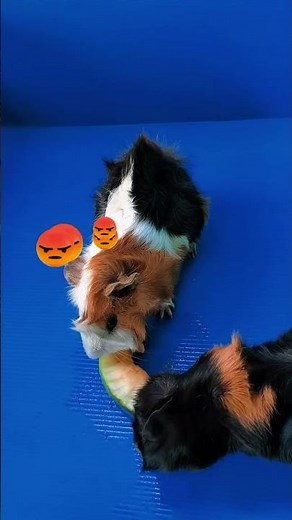The Cutest Guinea Pig Moments Ever! #cute
