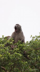 The sound of a baboon in the African bushveld 🔊 🎥@zr4_photography #GottaLoveSA #baboon #wildlifephotography #southafrica #primeape #discoverwildlife #wildlife #naturelovers #animals | GottaLoveSA