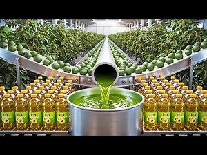 “How Avocado Oil Is Made: Full Factory Production Process”