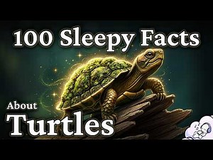 Turtle or Tortoise? The Quiet Science of an Ancient Animal