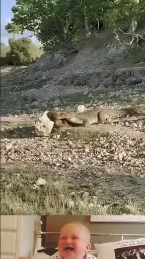 Crocodile Hunting A Dog In The Wild 😱 | Animal Fighting Video | #shorts #animals