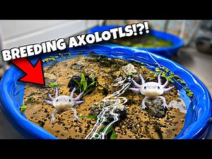 Breeding Axolotls In Pool Pond (Cheap DIY)