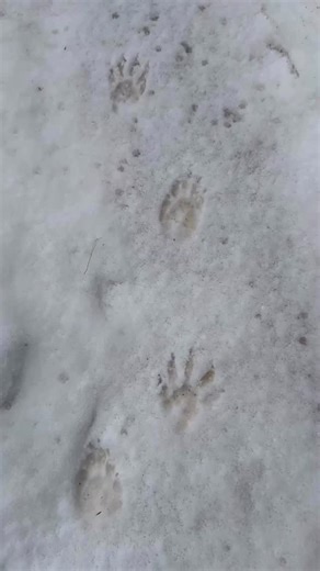 2026-01-17 ⁡ 一昨日の足跡🐾 ⁡ 正解は… ⁡ アライグマのしんしんでした🦝 ＊ #旭山動物園 #asahiyamazoo #動物園 #zoo #北海道 hokkaido 旭川 asahikawa 動物 animal アライグマ 特定外来種 しんしん 北海道産動物舎 | 旭川市旭山動物園（Asahiyama Zoo）
