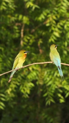 A Flash of Jewel-Toned Life! Witness the mesmerizing beauty of a pair of Blue-tailed Bee-eaters in Purbasthali. I had the privilege of capturing their vibrant colors and charming antics—head tilts, intricate feather preening—a true spectacle of Indian wildlife. These aerial acrobats are more than just stunning; they are vital indicators of healthy ecosystems. Their presence underscores the importance of wetland and habitat conservation across Asia. Every moment like this reminds us of the urgent