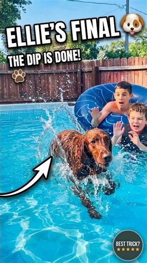 You won't believe what she did in the pool! 🐕🌊 #doglife #shorts #dog video #dogvideo