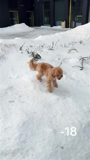 Що робити при - 18 якщо песик привчений ходити в тоалет на вулицю ?