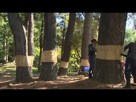 津山市の大名庭園「衆楽園」で冬支度 昔ながらの害虫駆除「松のこも巻き」春にこもごと焼いて駆除【岡山】 (25/10/23 11:30)