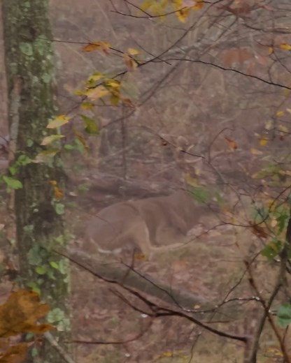 A mature buck didnt notice Logan climb up in his Tethrd phantom saddle on this foggy morning during the rut. Logan spots the buck then takes the time to hang a Lone Wolf Custom Gear pocket arm and mount a camera to it before he shot. Thats dedication to self filming!! Jootti Outdoor | The Battle Branch Boys