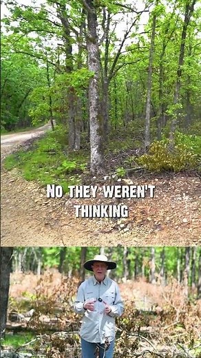 Timber stand improve not only improves habitat but it’s also beautiful!