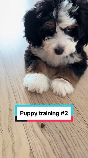 Bernadoodle puppy training session. Learning the command “no” #puppy #puppylove #puppylife #bernadoodle #puppytok #puppyeyes #puppytiktok #doodlepuppy #minibernedoodle #puppypoppy #bernadoodlepuppy #puppytraining #puppytrainingtips #dogtraining #trainpuppy