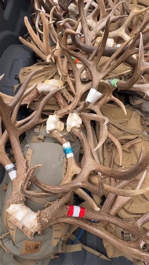 Not quite half of my archery Mule Deer in this video along with my first elk! Had to move them because I have no more room to store them, however one day I’ll mount them all and create a Muley Palace like no one has ever seen before! Until then I’m going to keep collecting them and I think I’m gonna start sprinkling in a few elk now 😎🤌🏼 | Gray Light