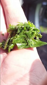 Blister vs. Plantain: Nature’s Incredible First Aid 🌿