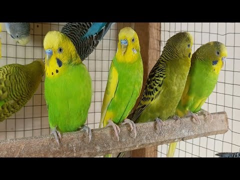 12 Hour Happy Singing & Eating Parakeet Budgies Birds, Reduce Stress of Lonely Quiet Birds