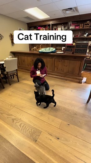 Cat Training Tips: Teach Your Cat Fun Tricks