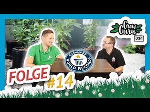 Weltrekord! Wie man eine 19m große Tomatenpflanze züchtet