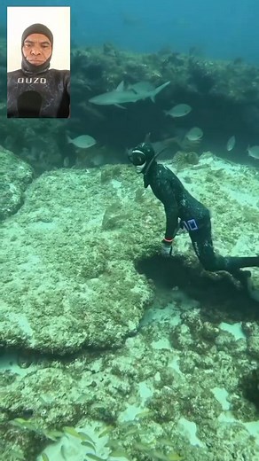 Master Spearfishing #spearfishing_tech #spearfishing #speargun #freedive #reels #fyp #fbpro | Jois Labobar