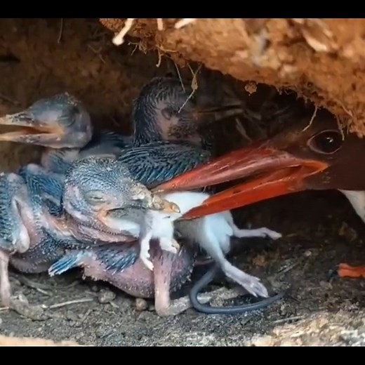 52K views · 1.1K reactions | No Way That Fits! What Kind of Stomach Does This Bird Have?!! #birds #bird #nature #birdsofinstagram #wildlife #birdphotography #naturephotography #wildlifephotography #photography #birdwatching #birdlovers #birding #animals #naturelovers #best #of #love #birdstagram #ig #parrots #photooftheday #captures #art #canon #aves #nikon #perfection #parrot #animal #birdlife | Bird world | Facebook