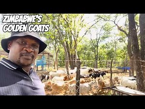 🐐**“Golden Goats: Thriving Goat Farming in Zimbabwe!”🌿✨