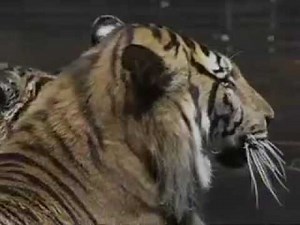 Big Cats Perform In Russian Circus