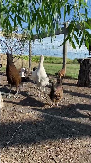 Pheasant X Chicken hybrids enjoying some leaves