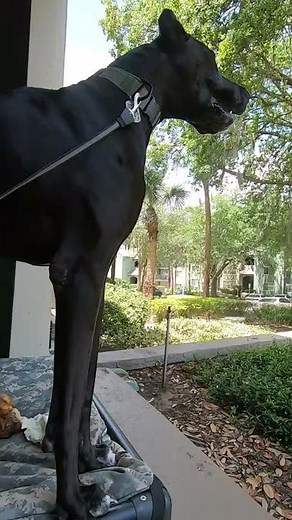 Great Dane Barking #Shorts