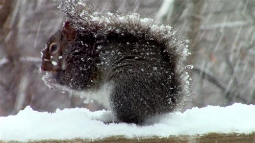 Squirrel, Winter, Snow. Free Stock Video